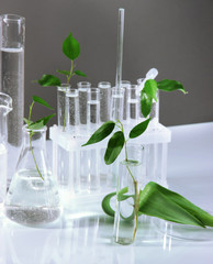 Test tubes with plant on gray background