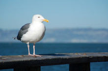 A Seagull Is Perched On A Wooden Fence