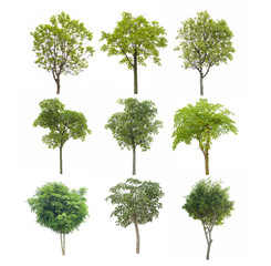 Wall Mural - Collection tree isolated on white background