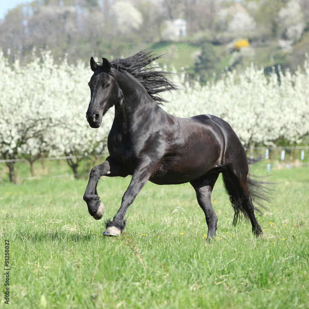 Gorgeous friesian mare running in front of flowering trees - obrazy, fototapety, plakaty 