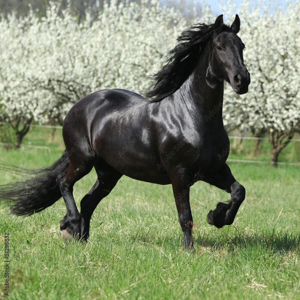 Friesian mare in front of flowering plum trees - obrazy, fototapety, plakaty 