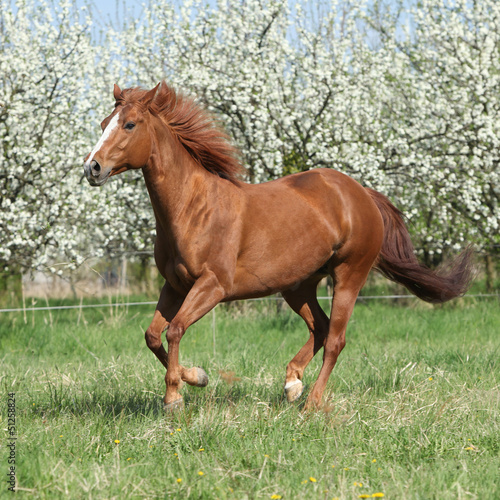 Fototapeta na wymiar Quarter horse running in front of flowering trees