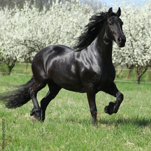 Nowoczesny obraz na płótnie Czarny fryzyjski koń na łące