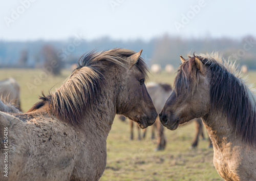 Naklejka na szybę Konik horses in love in spring