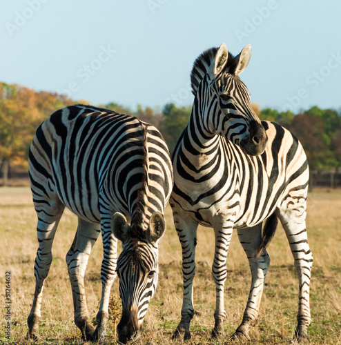 Plakat na papierze fotorealistycznym Dwa paski zebra w afrykańskiej sawanny