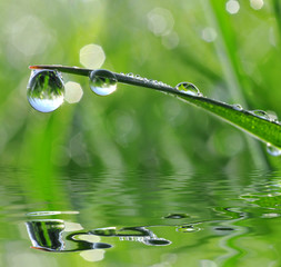 Fresh grass with dew drops close up