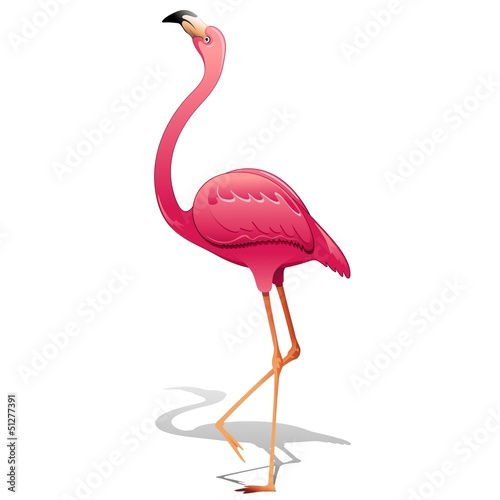 Plakat na papierze fotorealistycznym Różowy flamingo-fenicottero rosa-vector