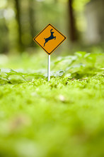 Micro Deer Caution Sign In Green Forest