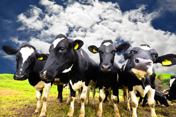 Black and white cows