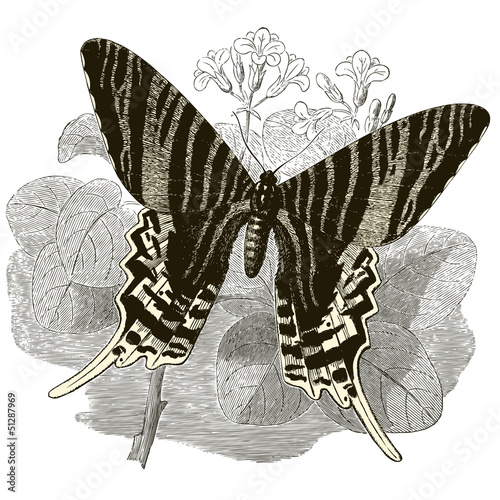 Naklejka samoprzylepna Rocznik motyla