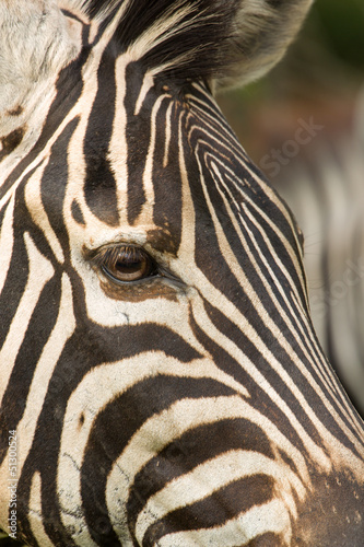 Plakat na papierze fotorealistycznym Zebra z bliska na oko