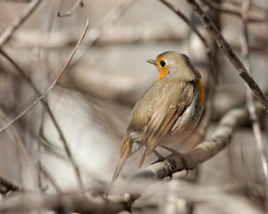 robin on a tree branch