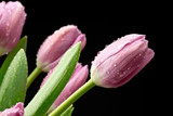 Fototapeta Tulipany - Tulipany na czarnym tle