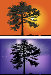 Wall Mural - green pines at night and sunset