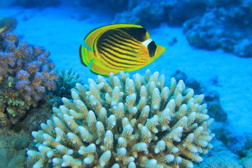  Marine Life in the Red Sea
