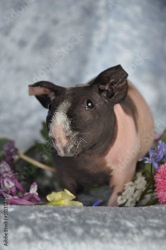 Cochon D Inde Cobaye Bebe Nu Sans Poils Skinny Tricolore Stock Photo Adobe Stock