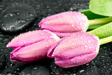 Fototapeta Tulipany - Tulipany na kamieniach do spa