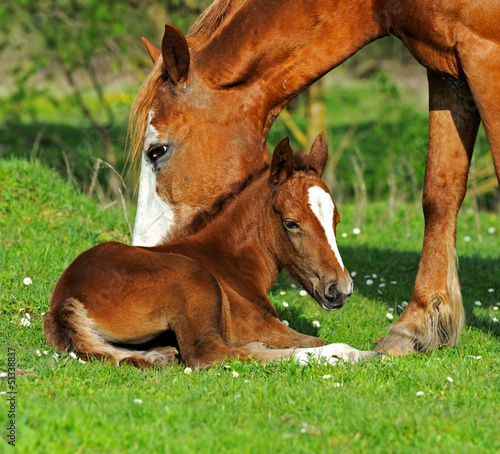 Obraz w ramie Horse