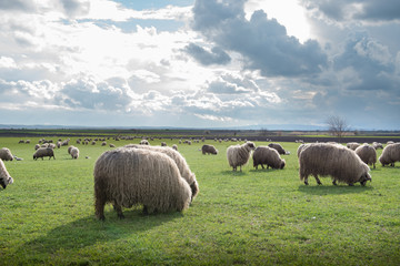 Wall Mural - sheep on pasture