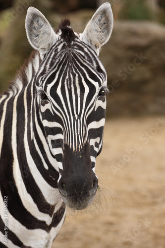 Plakat na papierze fotorealistycznym Zebra