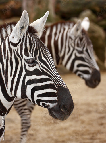 Plakat na papierze fotorealistycznym Zebra