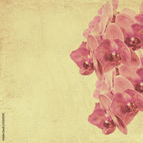 Board z aluminiowym obramowaniem Textured stary papierowy tło z magenta phalaenopsis
