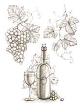 Pencil Drawing Of Wine Bottle And Grape