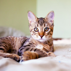 Fotoroleta młody kot