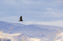 A Single Golden Eagle (Aquila Chrysaetos) Bird Flying