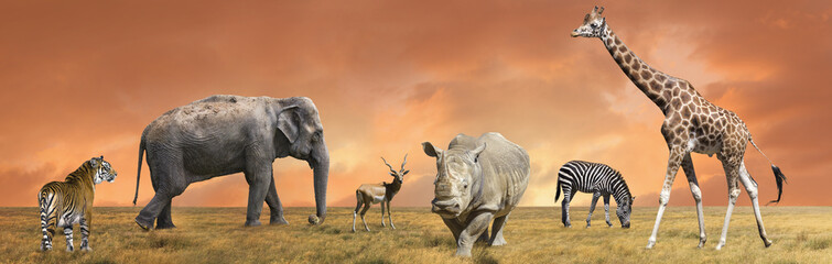 Wild savanna animals collection