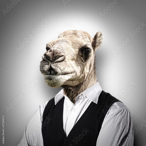 Cuadros en Lienzo Portrait of a funny camel in a business suit