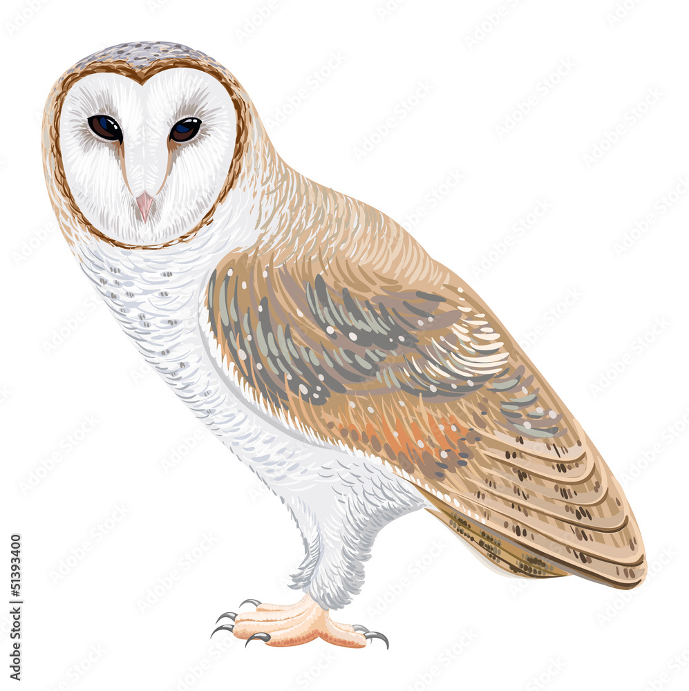 Recess Fitting Barn Owl Nikkel Art