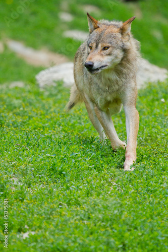 Board z aluminiowym obramowaniem Wilk drewna lub amerykański szary wilk (canis lupus lycaon)