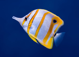 Canvas Print - Copperband butterfly fish