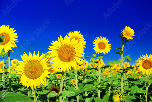 Obraz w ramie sunflowers at the field in summer