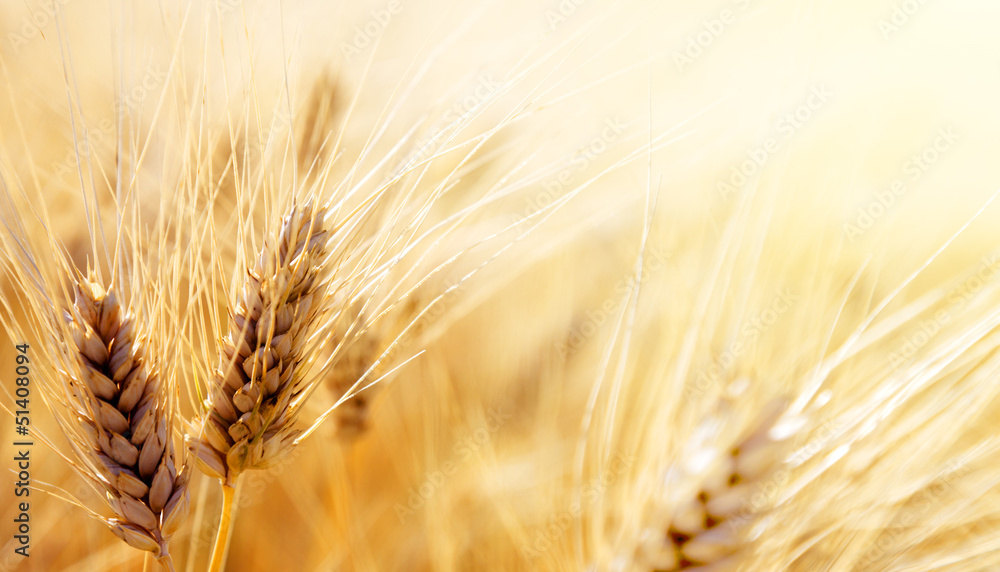 Wheat field - obrazy, fototapety, plakaty 