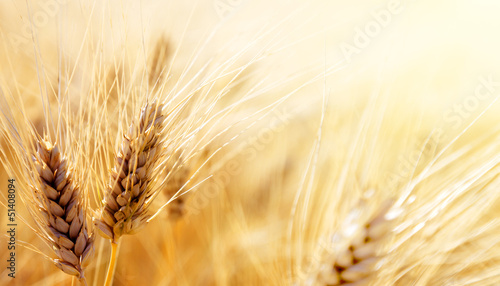 Naklejka na szybę Wheat field