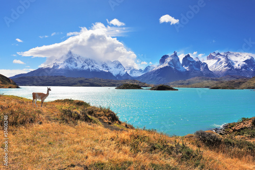 Fotografie, Obraz Graceful silhouette guanaco on the lake Pehoe