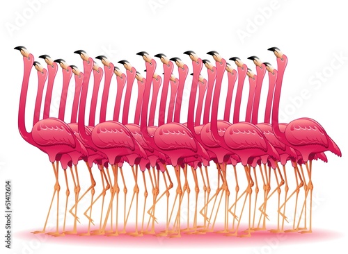 Fototapeta na wymiar Pink Flamingos Group-Fenicotteri Rosa Gruppo Stormo-Vector
