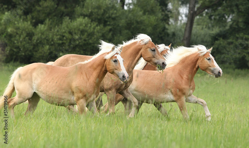 Board z aluminiowym obramowaniem Partia kasztanowych koni biegających razem w wolności