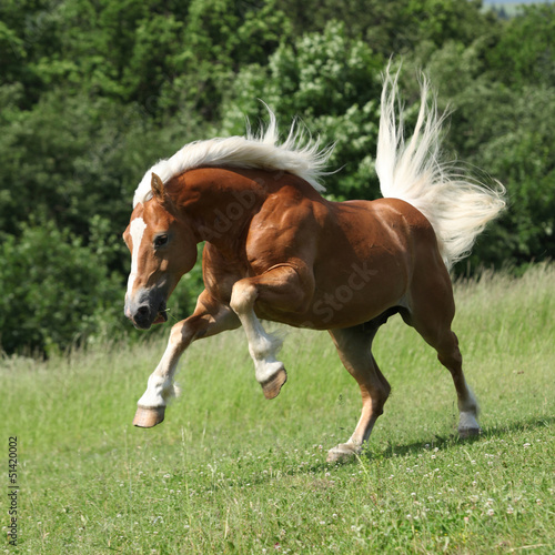 Board z aluminiowym obramowaniem Zły ogier haflinger skoki w przyrodzie