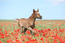 Arabian Foal Running In Red Poppy Field