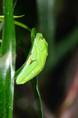 Fototapete - red-eye frog  Agalychnis callidryas in terrarium