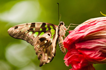 Wall Mural - Geschweifter Eichelhäher (Graphium agamemnon)