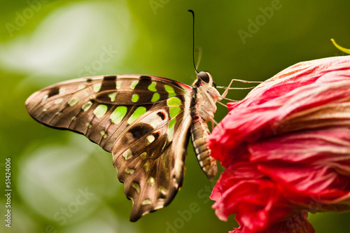 Board z aluminiowym obramowaniem Curly jay (graphium agamemnon)
