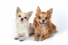 Two Chihuahua   Dogs Lying Down On White Background