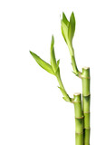 Fototapeta Sypialnia - Isolated lucky bamboo with copy place