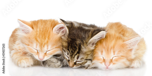 Fototapeta dla dzieci three kittens sleep together. isolated on white