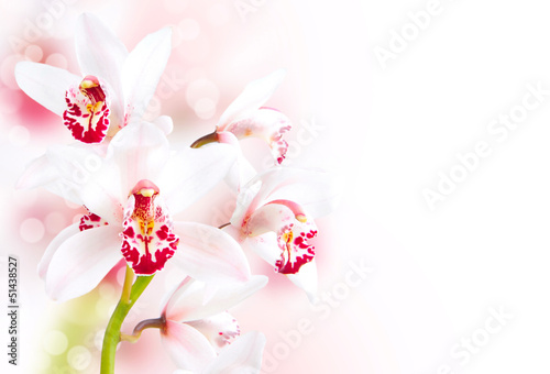 Board z aluminiowym obramowaniem Piękna granica orchidei