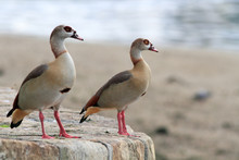Couple Of Egyptian Geese